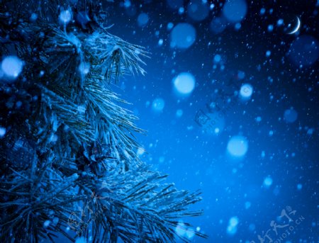 夜晚的雪花与松树摄影图片