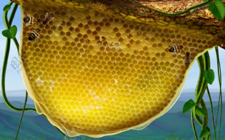 蜜蜂蜂窝手绘动物画蜜蜂蜂