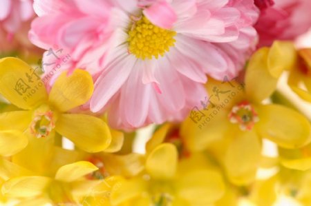 粉色黄色花朵