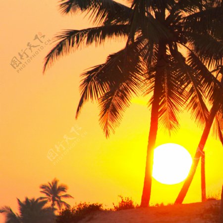日出时的椰树