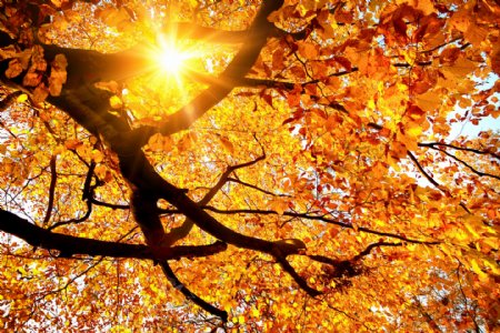 秋季阳光下树枝上的黄叶