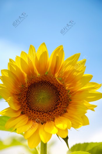 向日葵太陽花希望之花