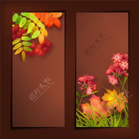 秋天花朵草木背景设计图片