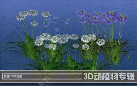 高清3D花卉
