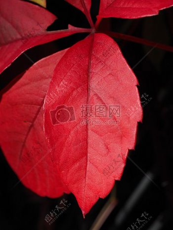 秋天的红色叶片