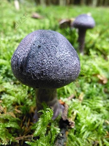 草地上冒出的蘑菇