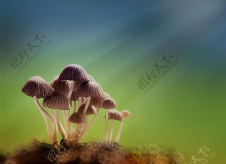 蘑菇植物
