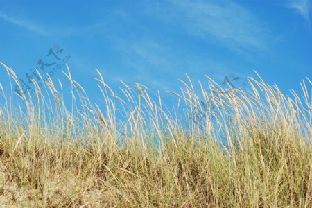 芦苇草的背景上的一个热带海滩