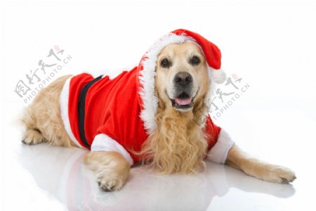 穿着圣诞服的狗图片