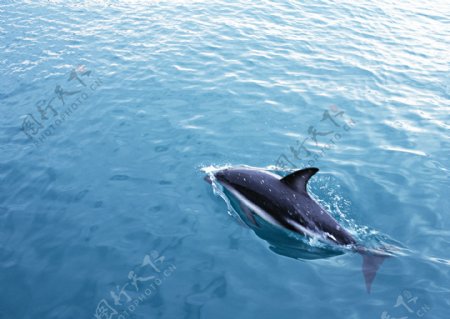 游在大海里的鲸