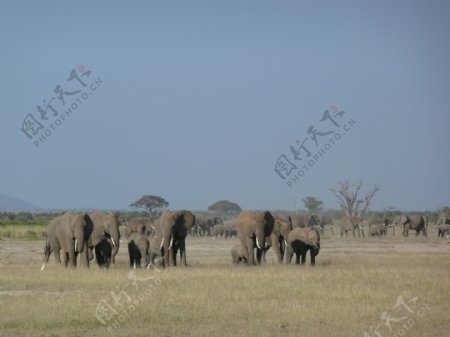 草原非洲象图片