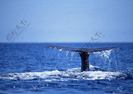鲸鱼尾巴摄影