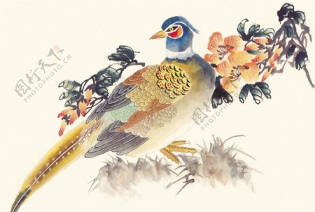 花鸟中国画37