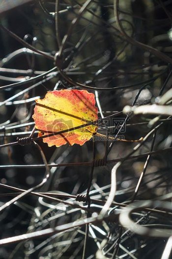 叶子桤木丰富多彩黄色橙秋季光捕获线编织物