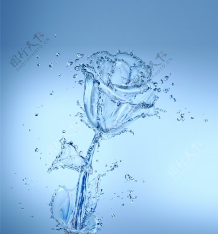 水玫瑰