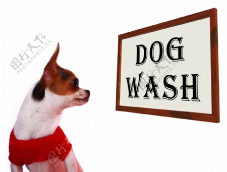 洗狗显示犬美容洗涤或洗发水