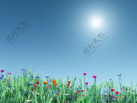 蓝天白云花朵麦子图片