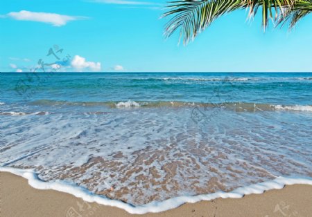 沙滩上的海浪和椰树