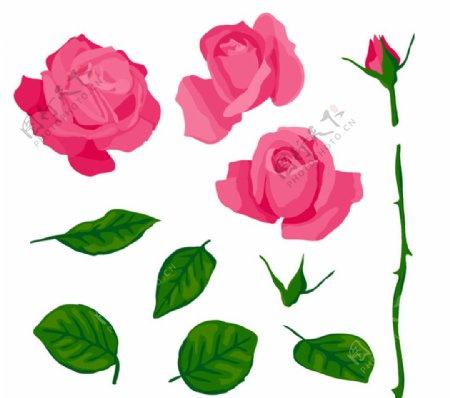 粉色玫瑰与叶子矢量素材