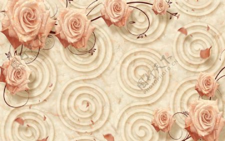 露珠玫瑰花螺旋图片