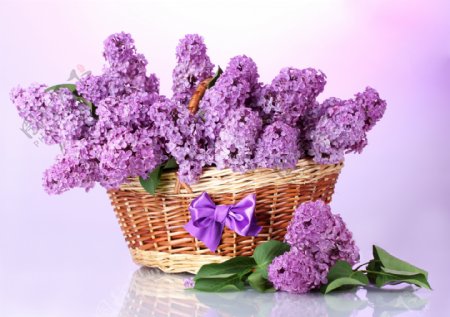 唯美紫色丁香花图片