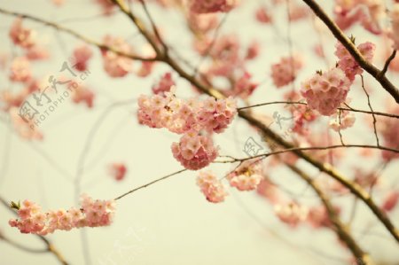 唯美粉色樱花图片