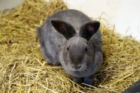 可爱灰色兔子图片