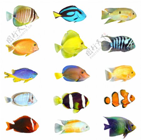 15种热带鱼高清图片