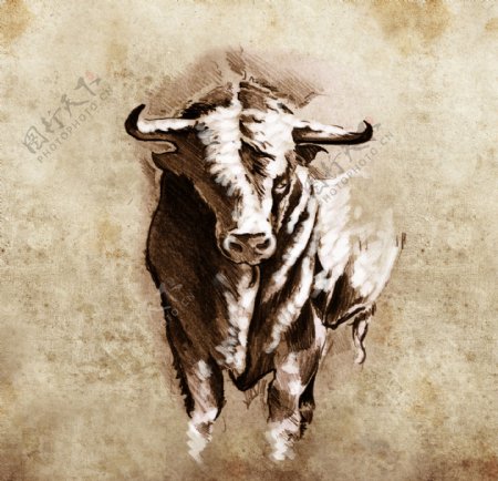 公牛纹身图案