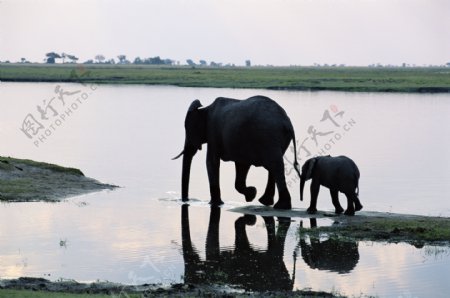 行走中的大象与小象
