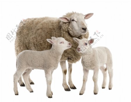 母羊与小羊羔
