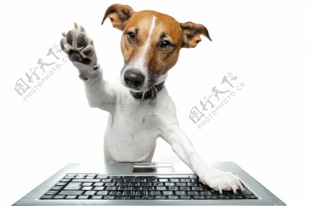 小狗与电脑