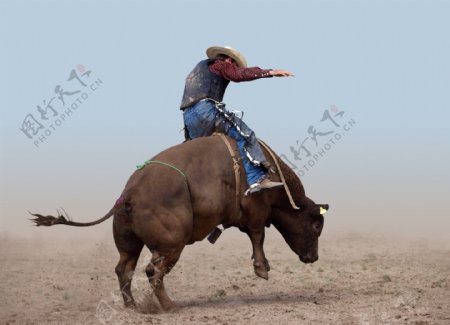 骑牛的牛仔图片