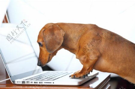 玩电脑的腊肠狗