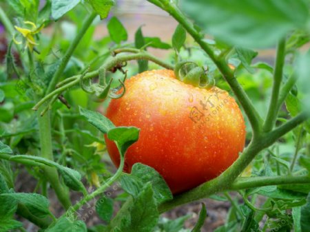 园中的西红柿图片