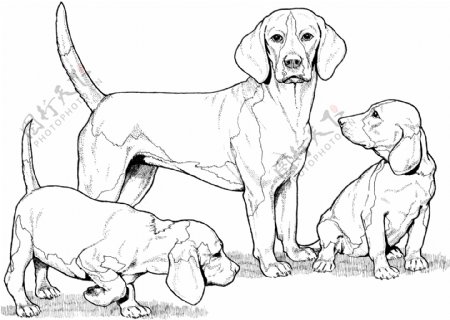 DOG犬科动物狗动物素描