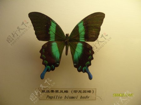 印尼国蝶图片