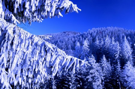 冬天森林风景图片