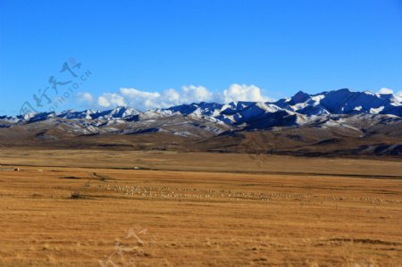 蓝天下草原牧羊风景图片