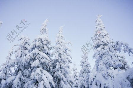 唯美冬季雪松风景图片