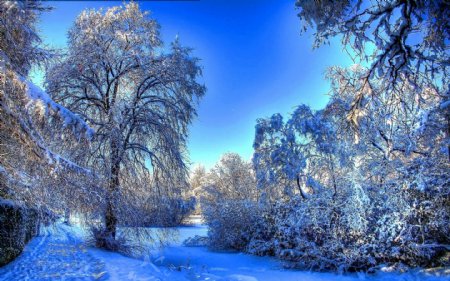 唯美冬季树林图片