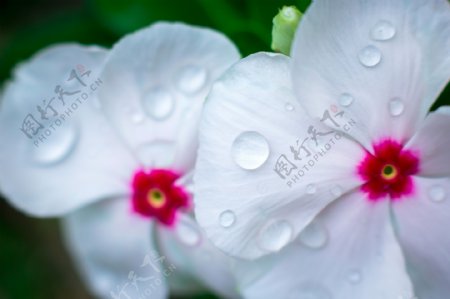 白色花朵上的露水