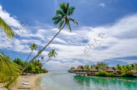 美丽椰树海滩风景