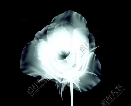 X射线扫描花朵图片