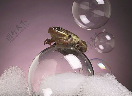停在泡泡上的小青蛙