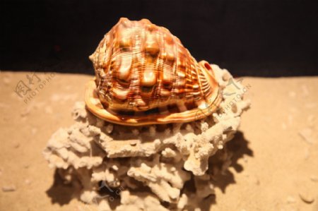 海螺标本图片
