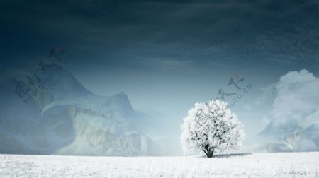 雪地上的树木风景图片