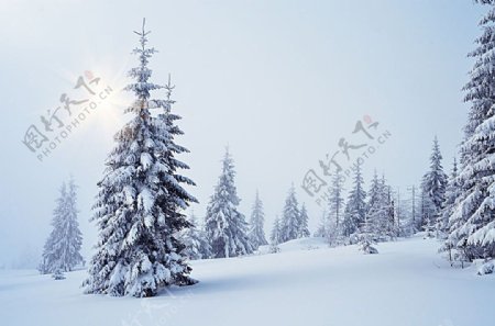美丽雪地上的树木