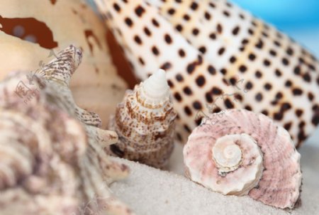 沙滩上的海螺