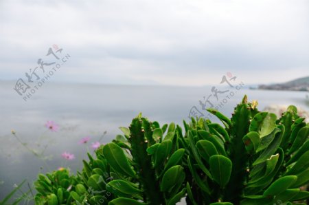 云南大理双廊洱海海边植物图片